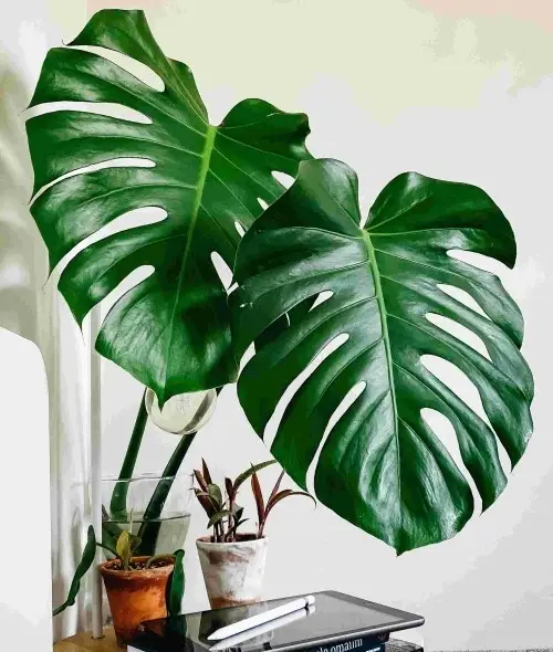 Plantes tropical sur bureau