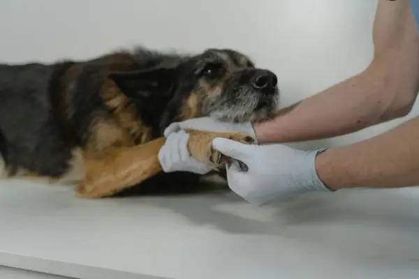 Lire la suite à propos de l’article Importer son animal de compagnie en Polynésie française : le guide complet